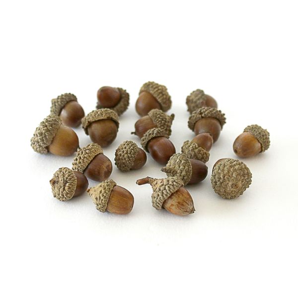 Acorns – Pack of 30/50