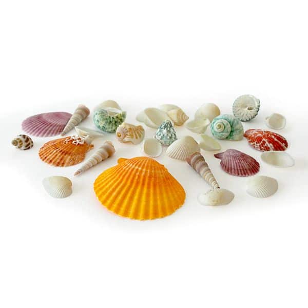 Shells & Urchins